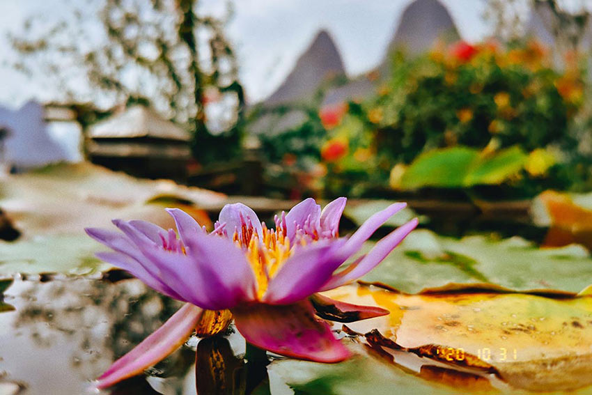 赏山悦水·拥抱自然——麻豆视频下载2020金秋阳朔之旅